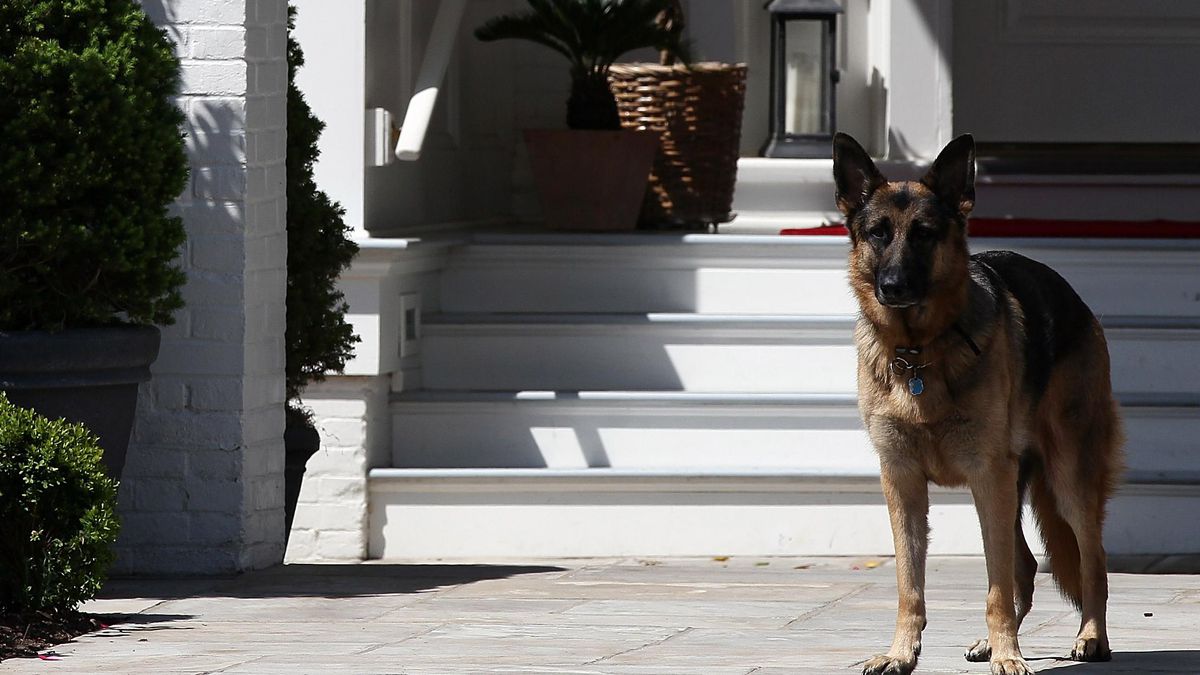 Report: Joe Biden’s Dogs Moved Out Of White House After ‘Biting Incident’