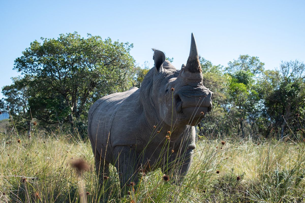 Radioactive Rhino Horns Set to Add to Anti-Poaching Arsenal