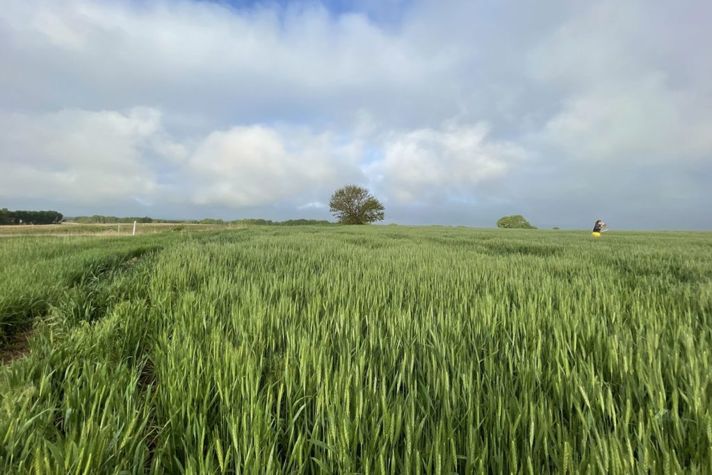 Waves of Wheat Start to Temper World Crop-Supply Worries