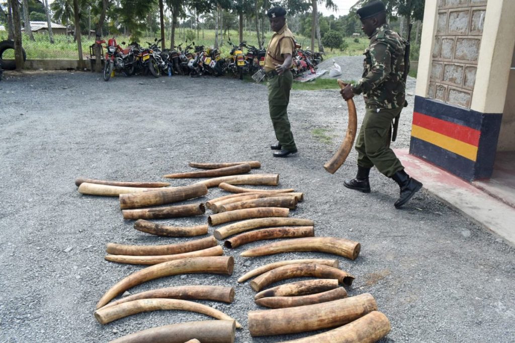 Kenya’s Battle Against Elephant, Giraffe Poachers Pays Dividends