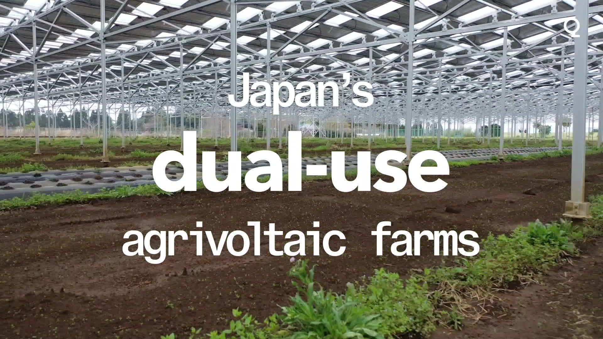 Japan’s Dual-Purpose Solar Farm