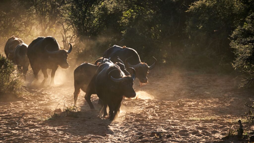 This stock market rotation is the ‘lifeblood’ of the bull market as S&P 500 logs record