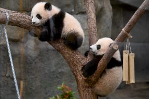 Baby panda frenzy is Hong Kong’s big bet to get tourists back